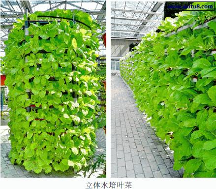 无土栽培战略分析,无土栽培推广方案怎么写