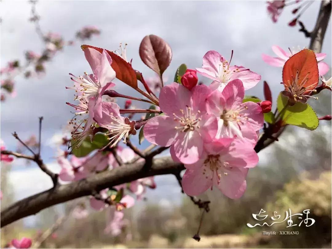 西昌春天一定不能错过的美景,不来黄山你永远不知道有多美