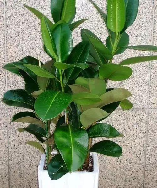 3岁孩子误食了药物属于意外吗,小孩误食绿植肥料怎么办