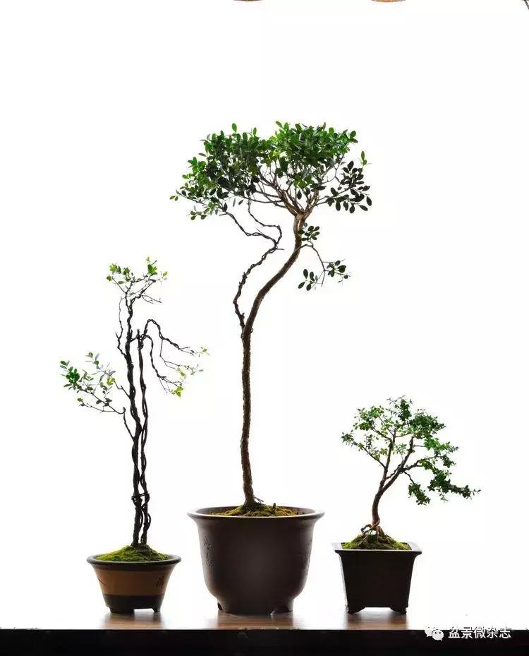 盆景艺术欣赏视频大全,盆景万象盆