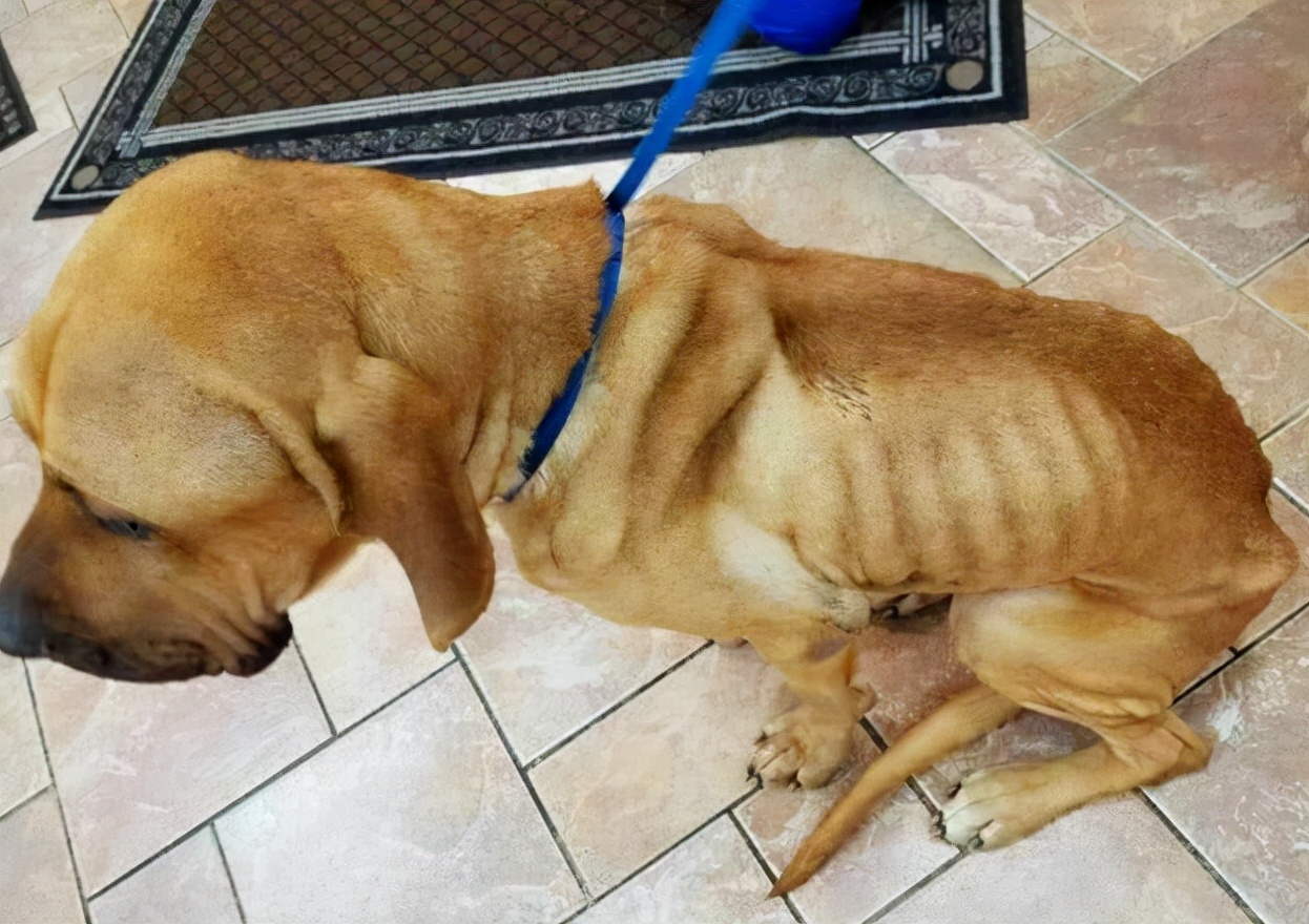 什么寄生虫会导致狗狗软便,狗狗老睡床应该怎么治