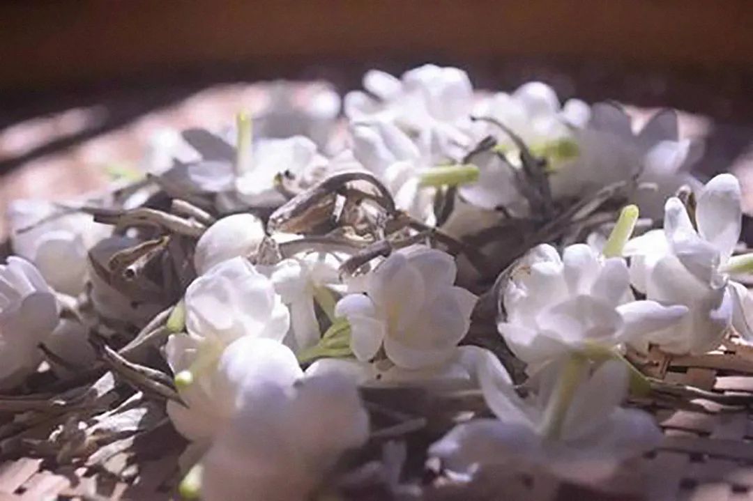 最香的茶茉莉花茶,适合秋冬喝的茉莉花茶