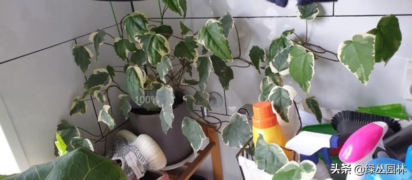 武汉养花技术哪里培训,北京养花小技巧