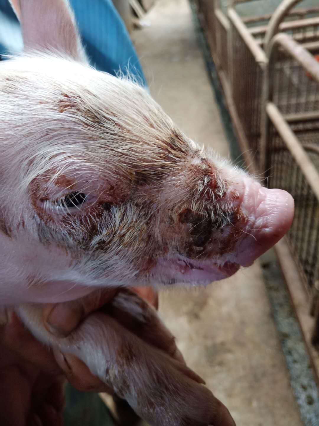 猪渗出性皮炎的症状和治疗,猪圆环病毒渗出性皮炎怎么治疗