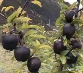 黑苹果水果有什么营养,黑苹果水果的营养价值