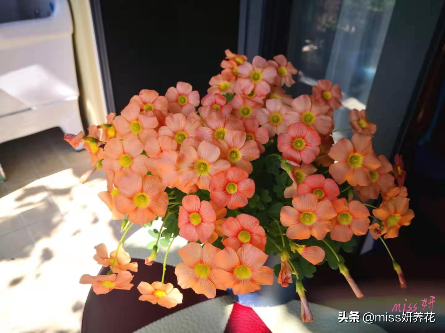 酢浆草种球品种图鉴大全,酢浆草种球品种图鉴