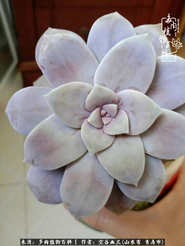 多肉最美的时光,多肉惊艳我的时光