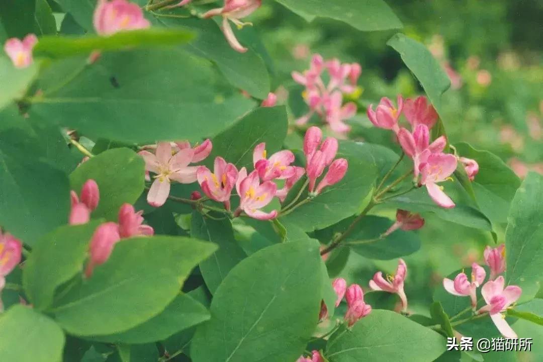 猫薄荷骗猫喝水有危害吗,为什么猫吸猫薄荷会上瘾