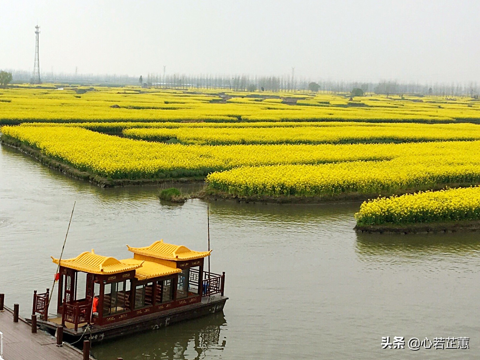 油菜花一片片的像什么,梯田油菜花和平原油菜花