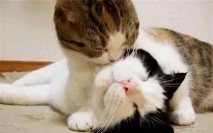 母猫发情期怎么办？铲屎官们可以这样解决，快来看看吧