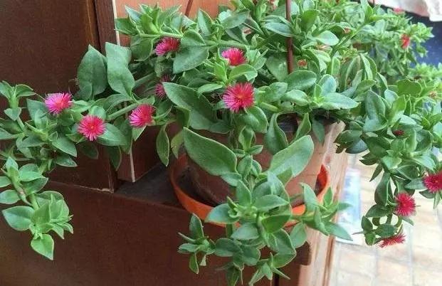 这6种花养在家里颜值高还好养活,什么花最好养还能除甲醛