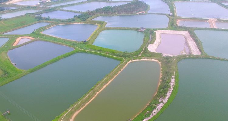 家鱼塘冬天怎样防止鱼冻死,冬季鱼塘养鱼最怕什么