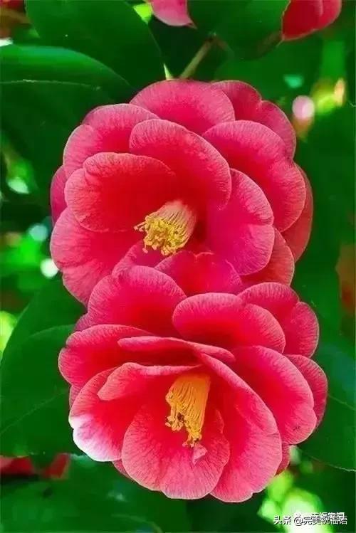 正月初九寓意的吉祥话,正月初九美好的祝福送给有缘的人