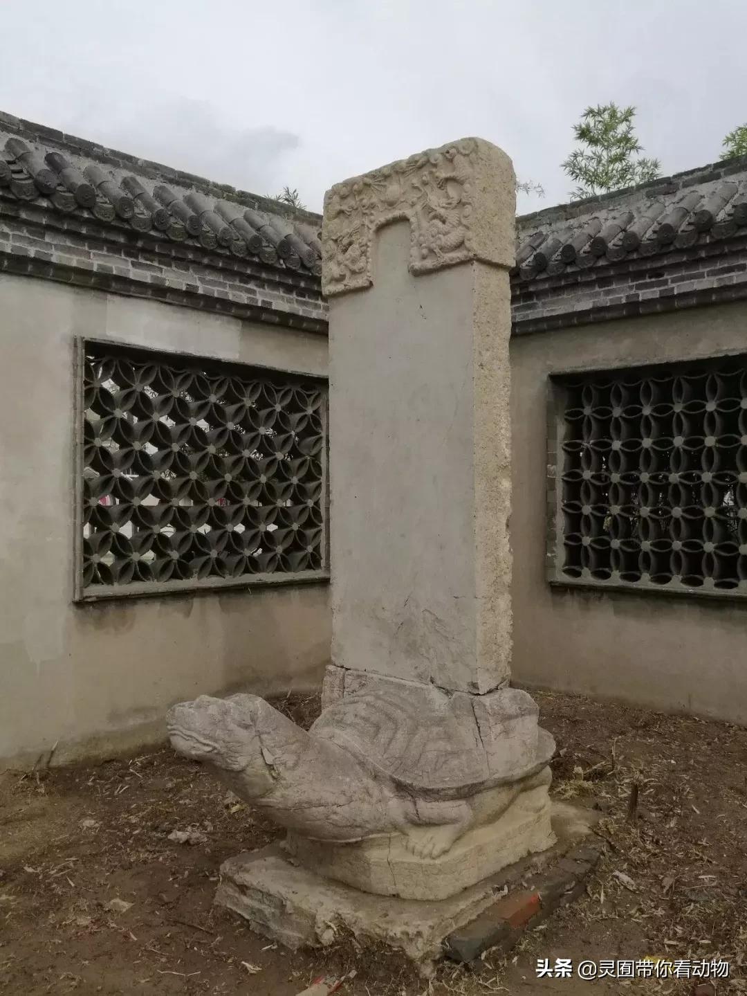 斑鳖即将灭绝人工克隆,全球仅剩3只斑鳖