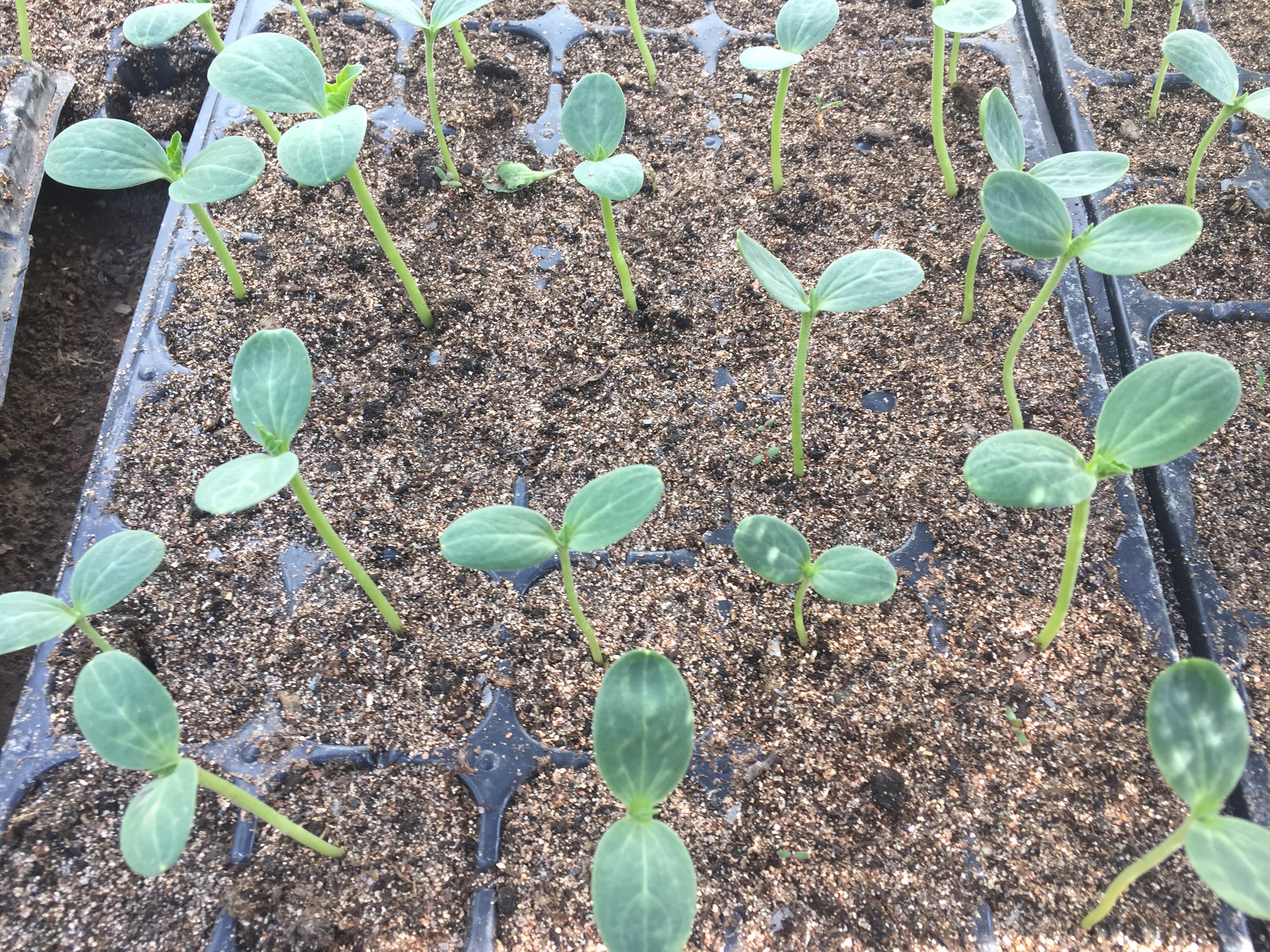 蔬菜苗徒长是什么原因,培育蔬菜苗怎么避免徒长