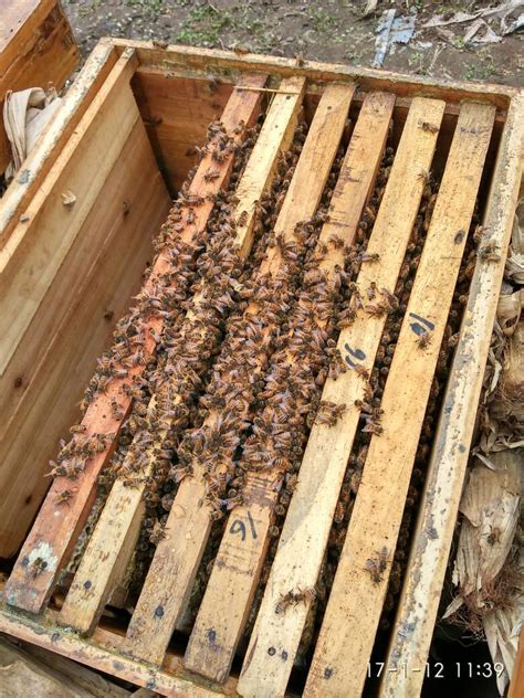 诱蜂蜡加入什么东西诱蜂效果更好,意蜂蜡和中蜂蜡混合能诱到中蜂吗