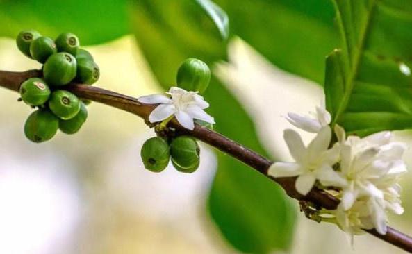 胡椒木盆景造型教程,胡椒木盆景种植技巧