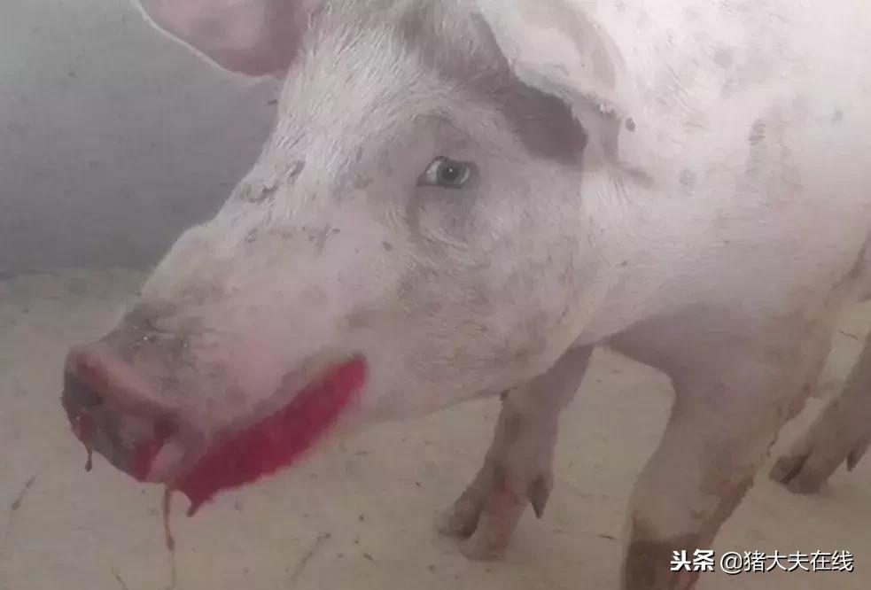 猪传染性胸膜肺炎怎么引起的,猪传染性胸膜肺炎怎么来的