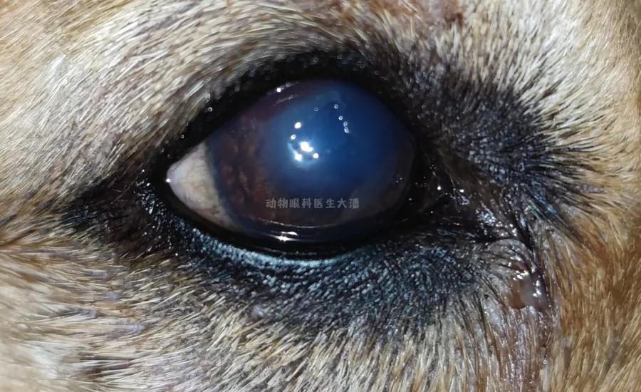 犬角膜破损、眼睛破损的治疗