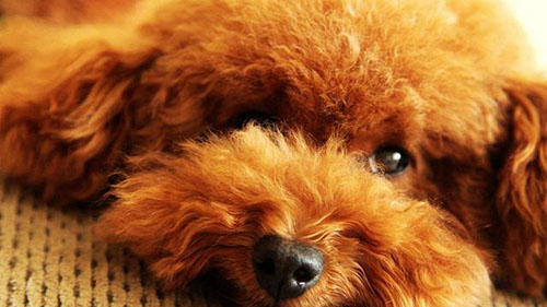 泰迪幼犬感冒的表现,泰迪感冒能打针吗