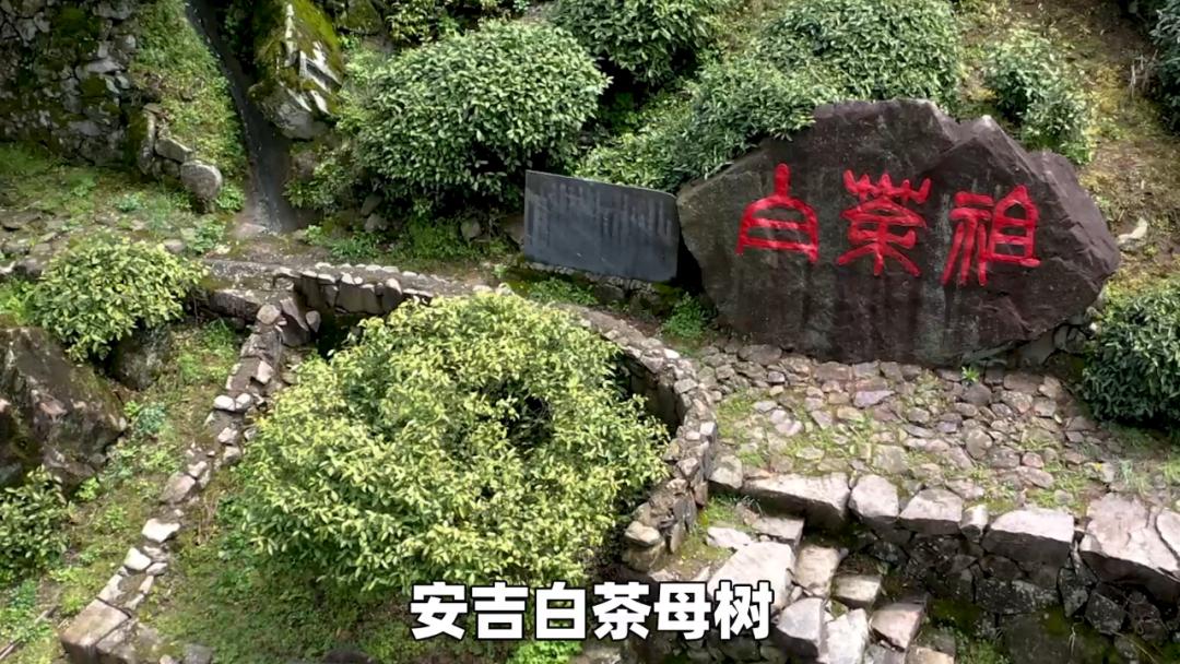 安吉白茶精选名茶的价格,安吉白茶历史视频