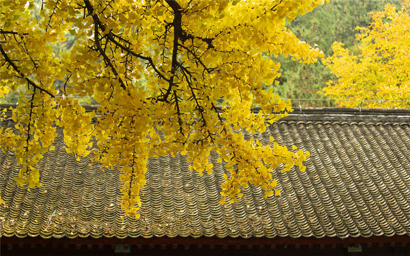 北京赏秋十大打卡地,北京赏秋