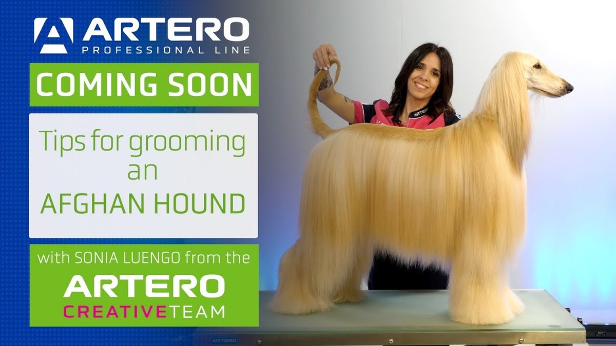 为什么中国禁养阿富汗犬,为什么禁养阿富汗犬呢