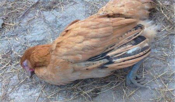 鸡瘟是怎么形成的,鸡瘟发病有治吗