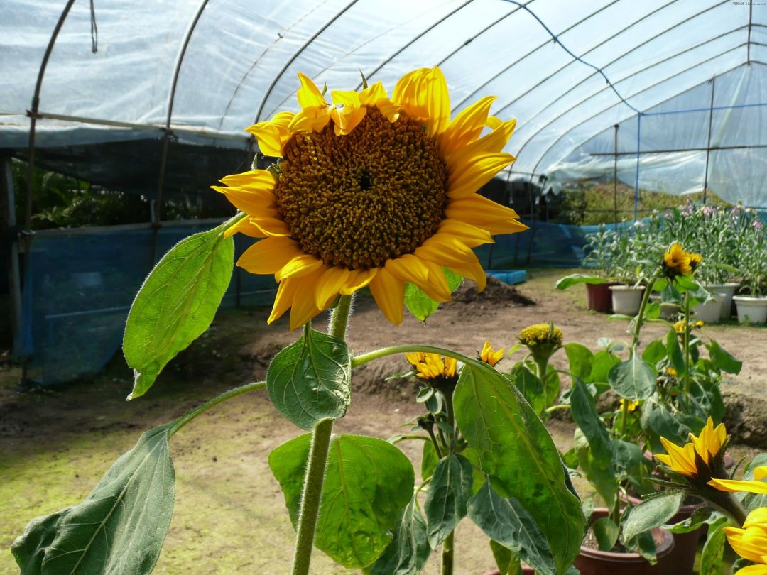 向日葵户外盆栽怎么养活,向日葵养殖小诀窍