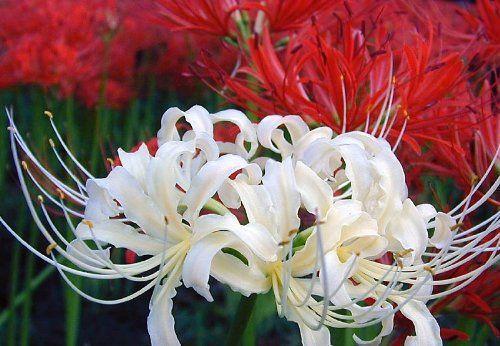 漂亮的彼岸花的养殖方法,美丽而忧伤的彼岸花