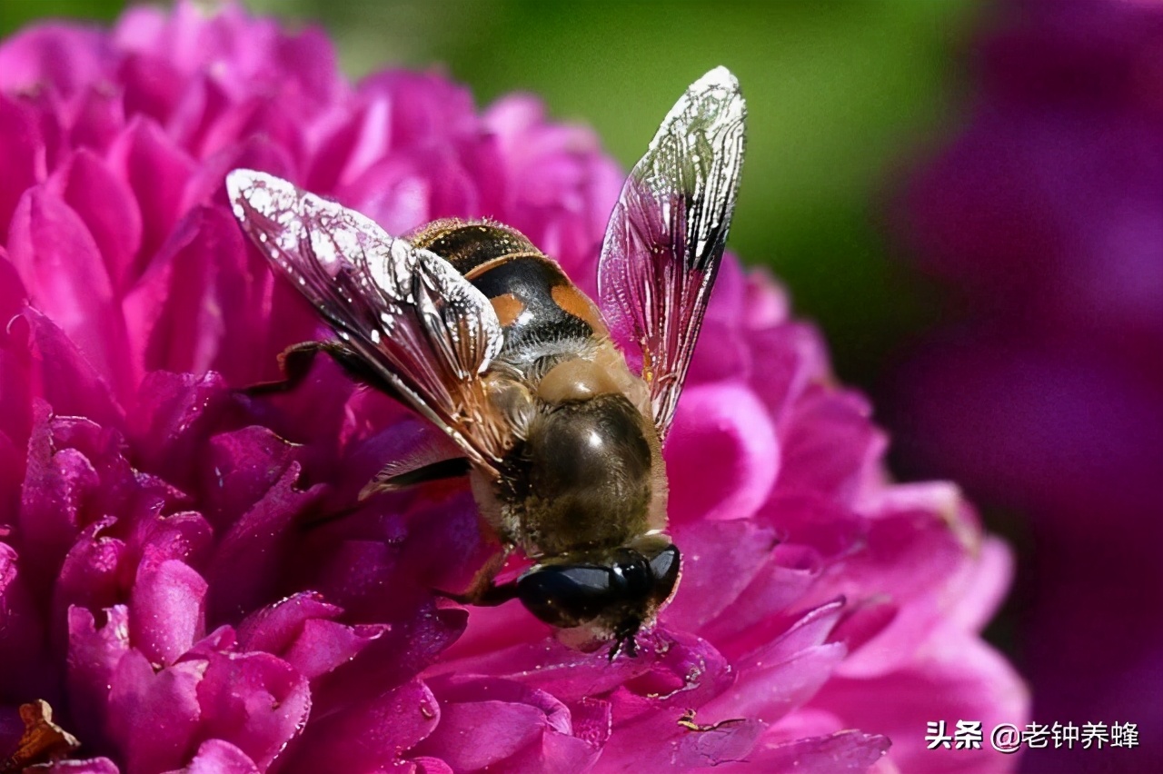 带蜂巢的蜂蜜可以冷藏吗,蜂巢里的蜂蜜怎么过冬