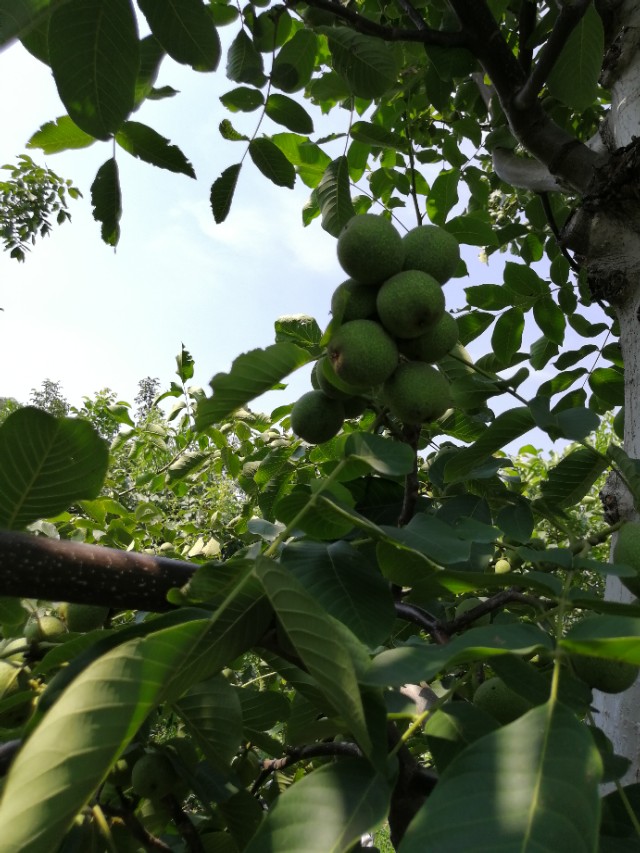 核桃树不结果是咋回事,核桃树不结果啥原因