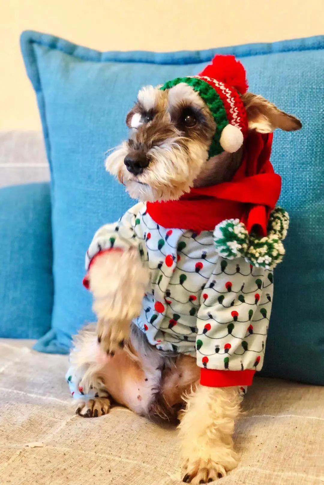 男生猛犬穿女装,男生细狗穿女装