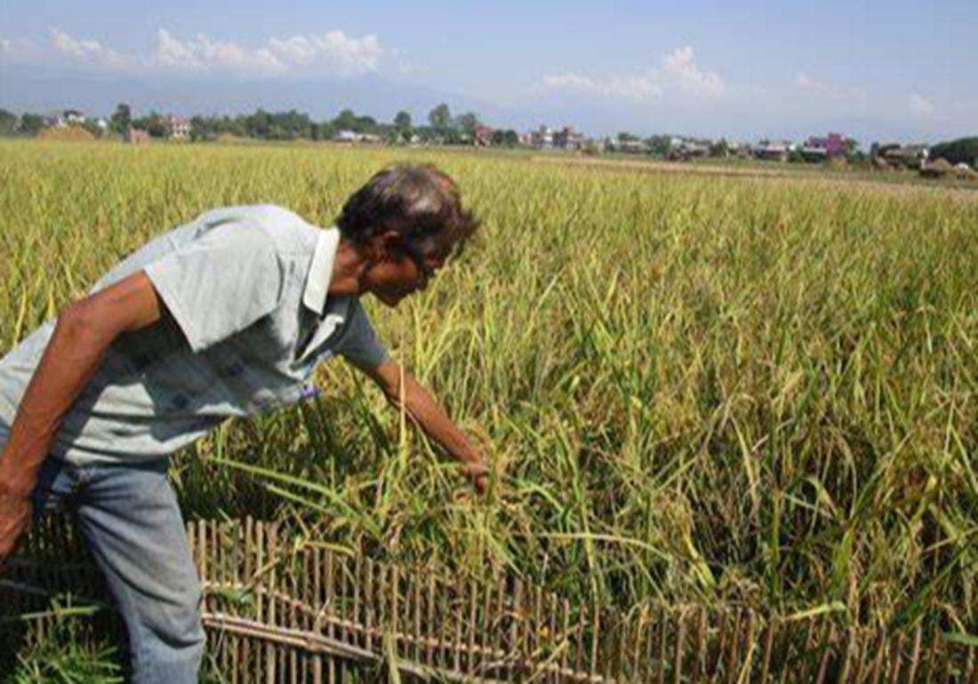 水稻淹水的正确方法,水稻泡田的作用