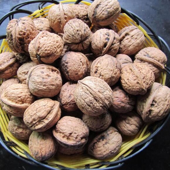 四川广元朝天核桃基地,四川朝天核桃文化节