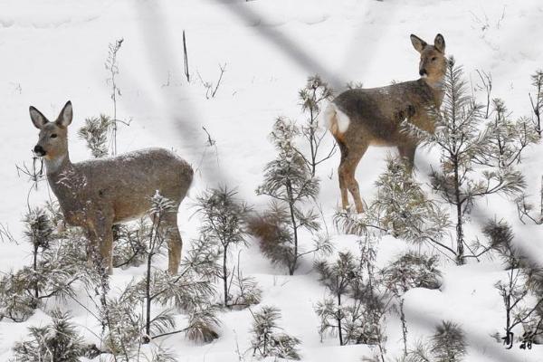 狍子养殖市场前景,狍子人工养殖前景如何