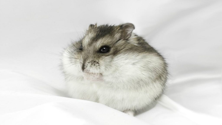 新手养仓鼠应该养什么品种的侏儒,新手养仓鼠养什么品种的好