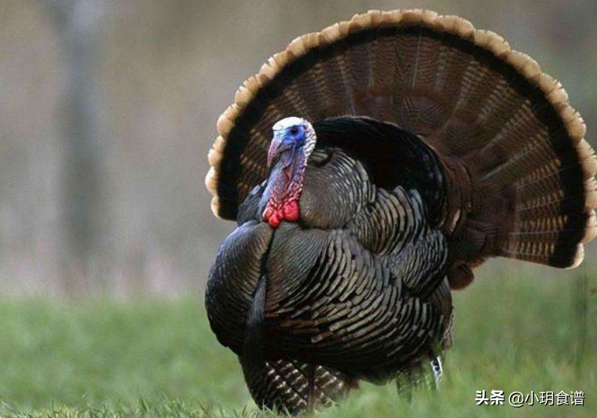 美国人感恩节为什么吃火鸡,美国感恩节每年大约吃掉多少火鸡