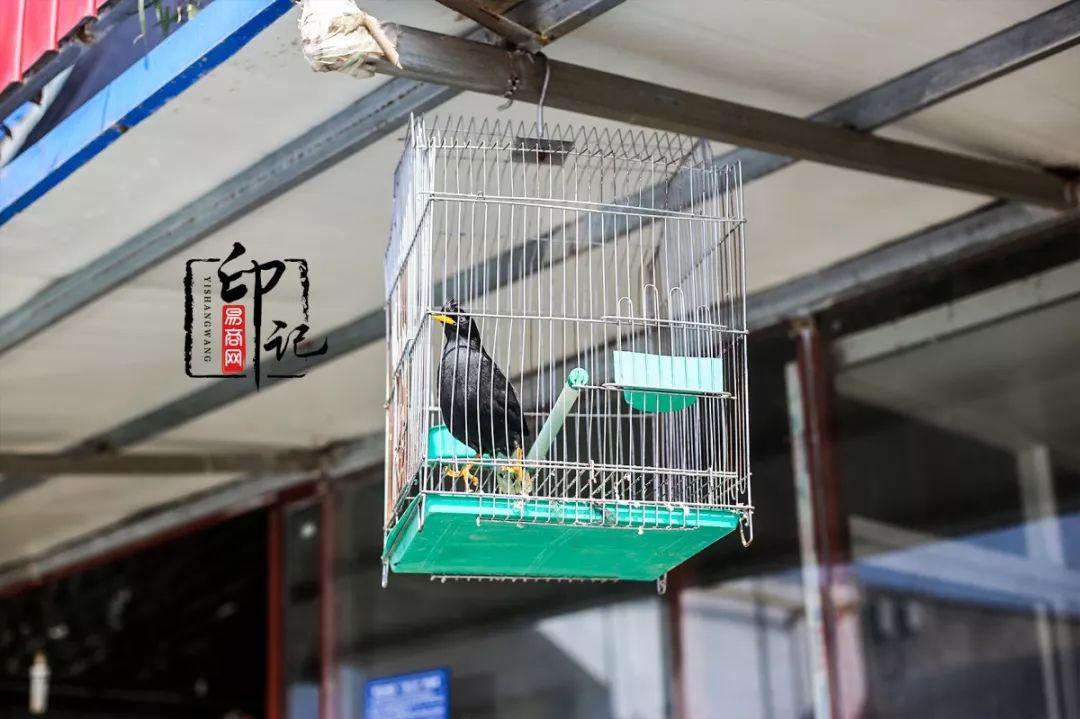 商丘花鸟批发基地,商丘花鸟市场地址