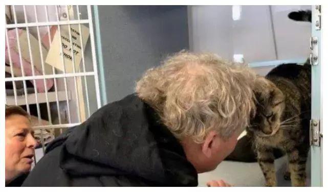 猫咪一年后还记得主人吗,猫咪还能记得原来的主人吗