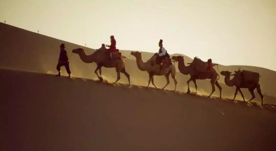 比起故宫猫,毫无颜值的西域骆驼,却在丝绸之路上火了两千多年