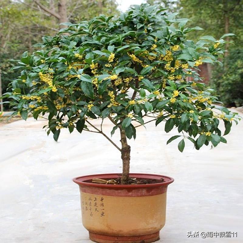 盆栽桂花怎么养才能长得快,盆栽桂花怎么养才开得好