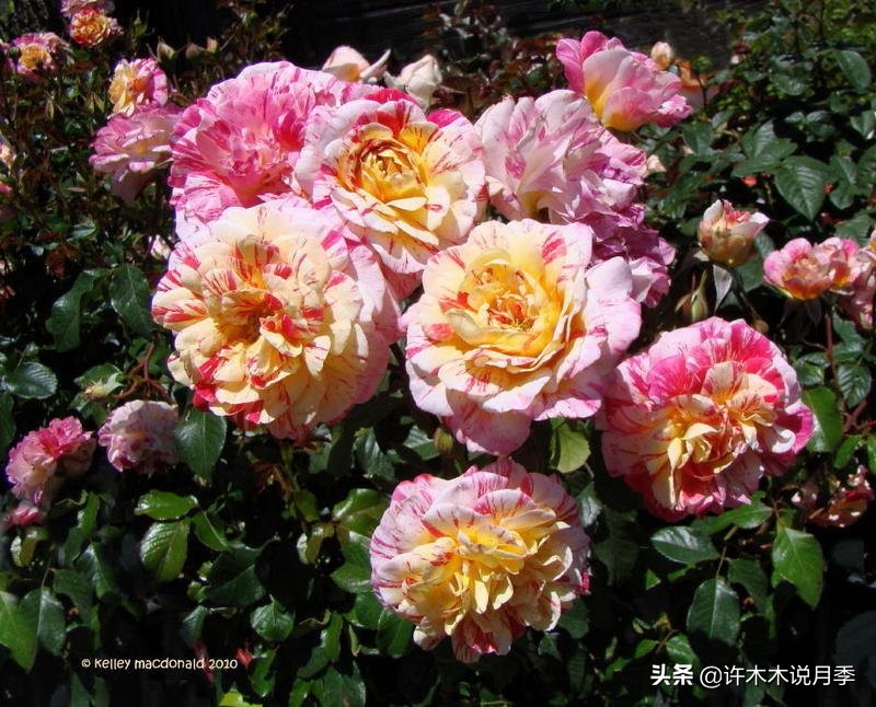 月季生病了用什么药效果好,月季可以打什么药预防