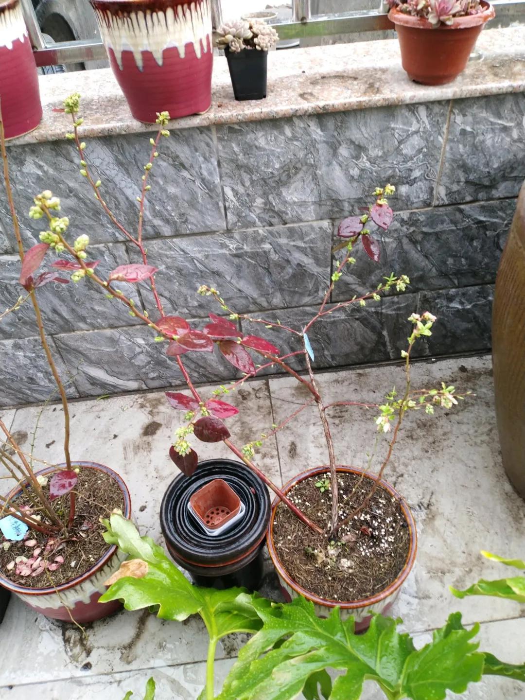 一根枝插土里就能成活的果树,大树枝直接插土里能活吗