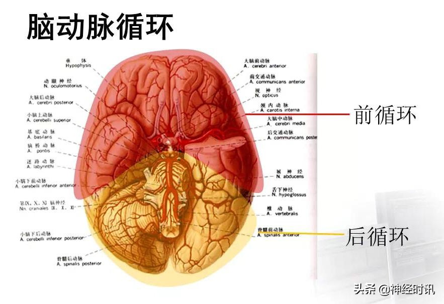 脑动脉解剖学讲解,基底节区脑血管解剖