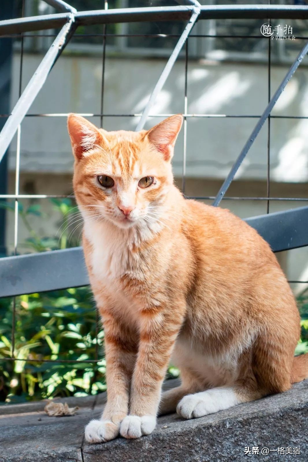 鼓浪屿吃喝,鼓浪屿在哪吃不被坑