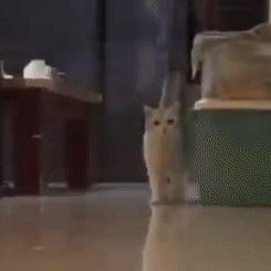 猫步怎么走八字步,猫步的基本动作图片