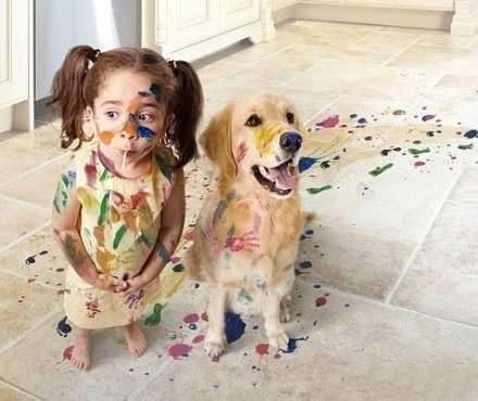 家里养金毛会臭吗,家里养金毛一点都不老怎么办