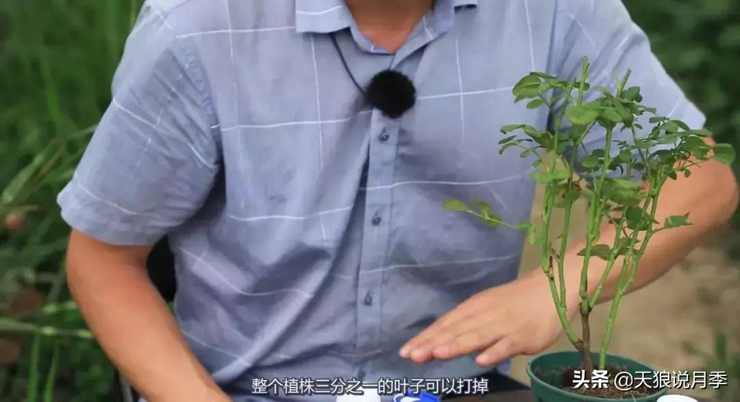 史上最详细的“红蜘蛛”防治攻略三部曲（对应三期视频）