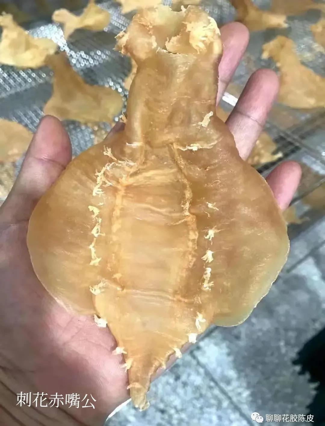 鱼胶花胶制作方法,花胶是怎样制作出来的